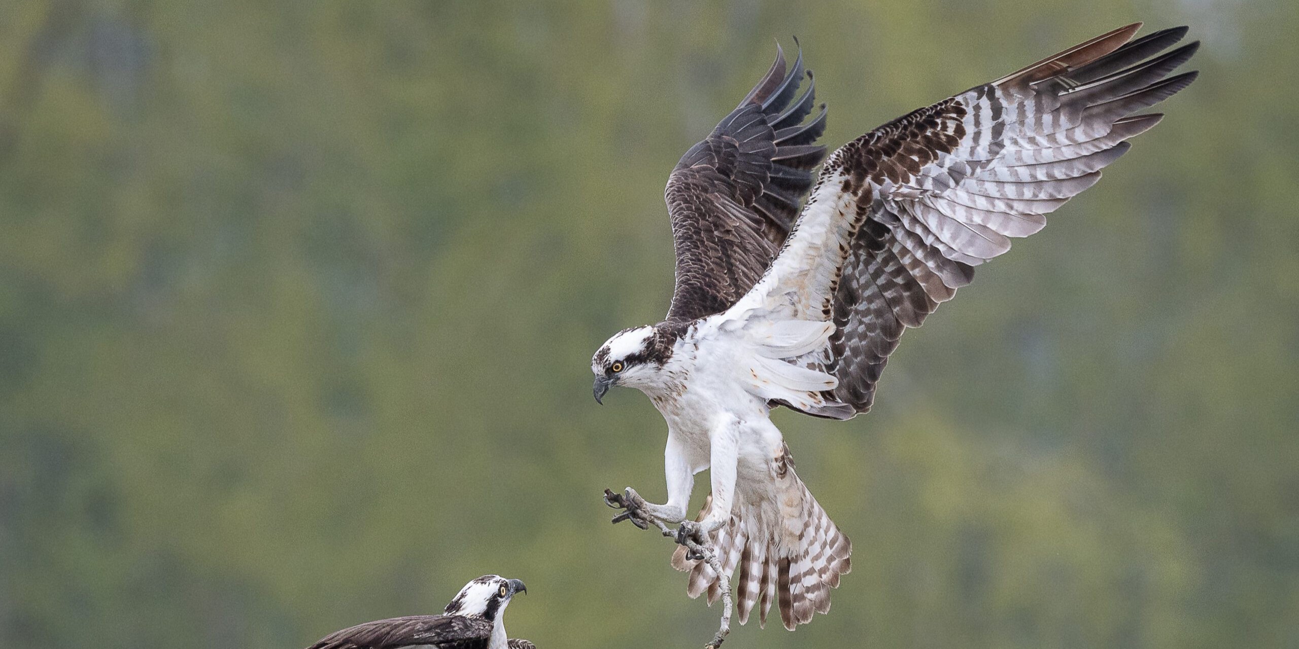 osprey
