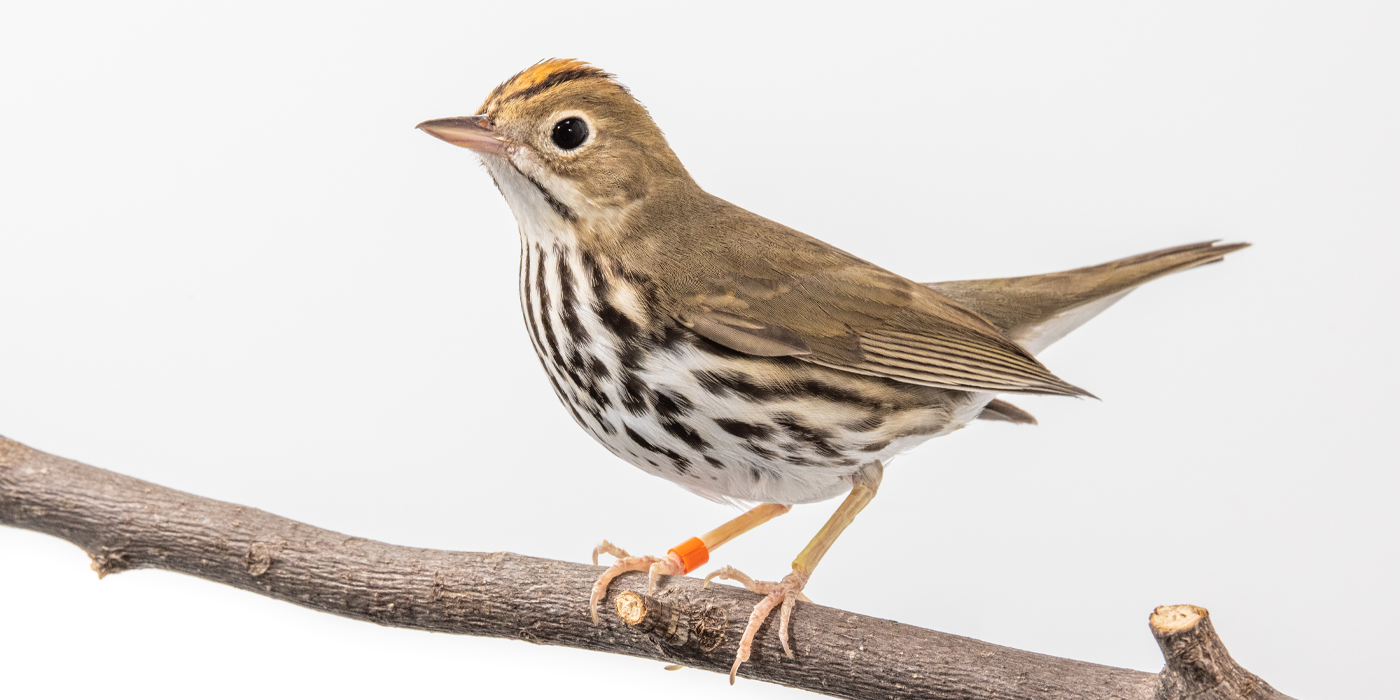 ovenbird