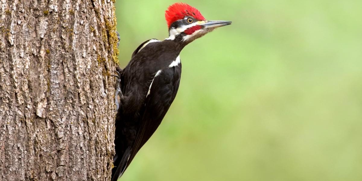 pileatedwoodpecker