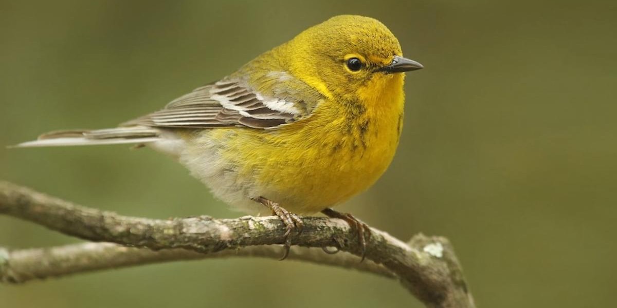 pinewarbler
