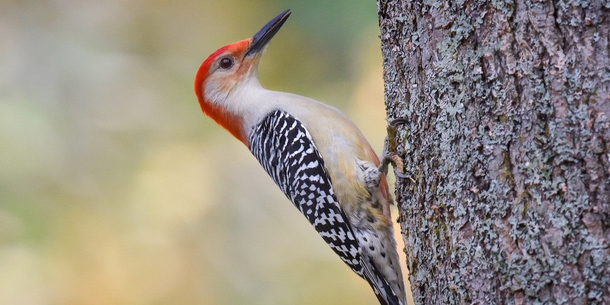 redbelliedwoodpecker