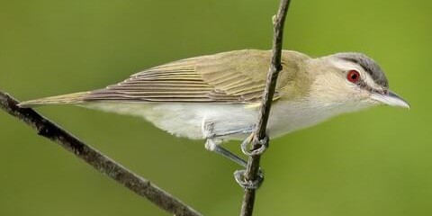 redeyedvireo