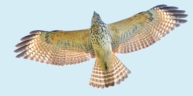 red-shouldered hawk