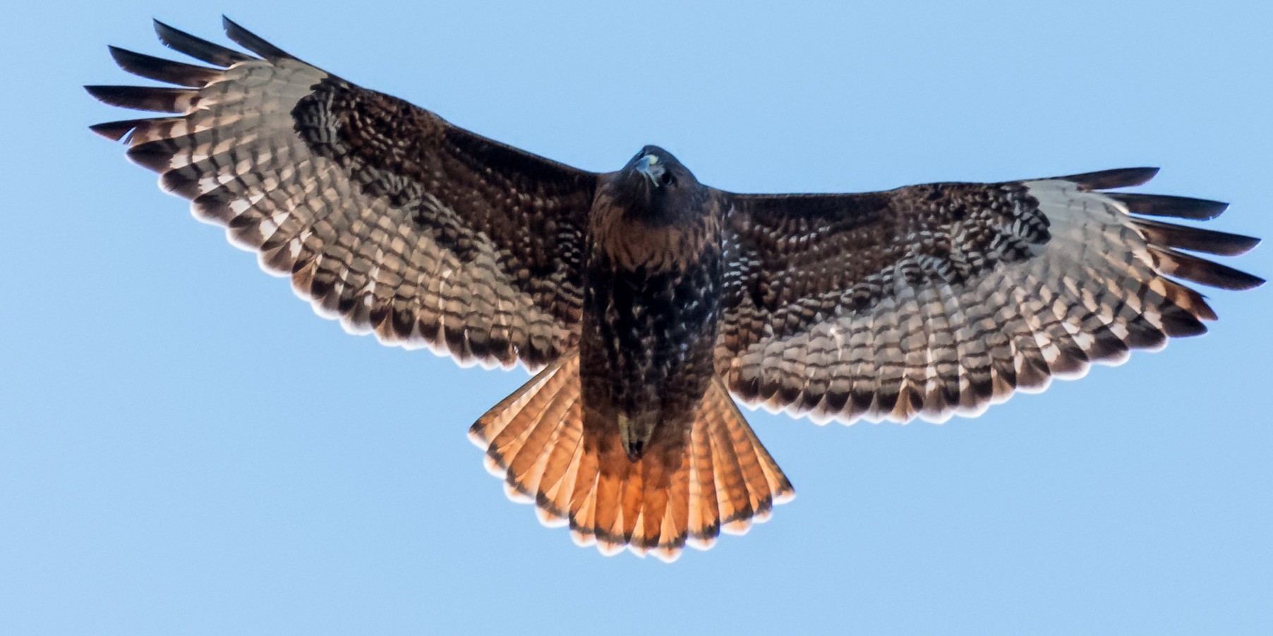 red-tailed hawk