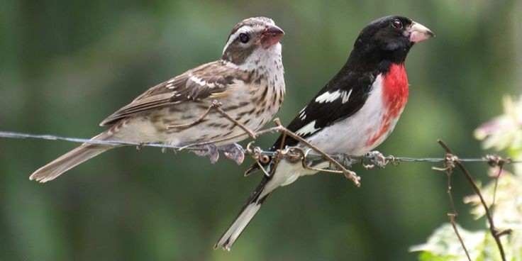 rosebreastedgrosbeak