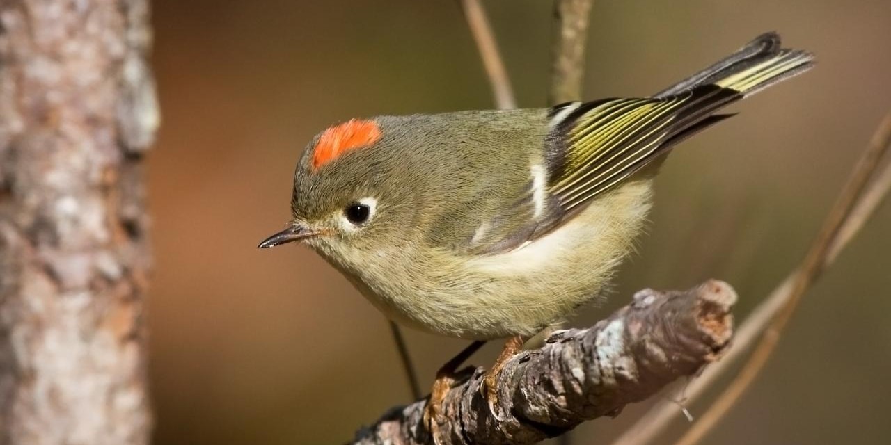 rubycrownedkinglet