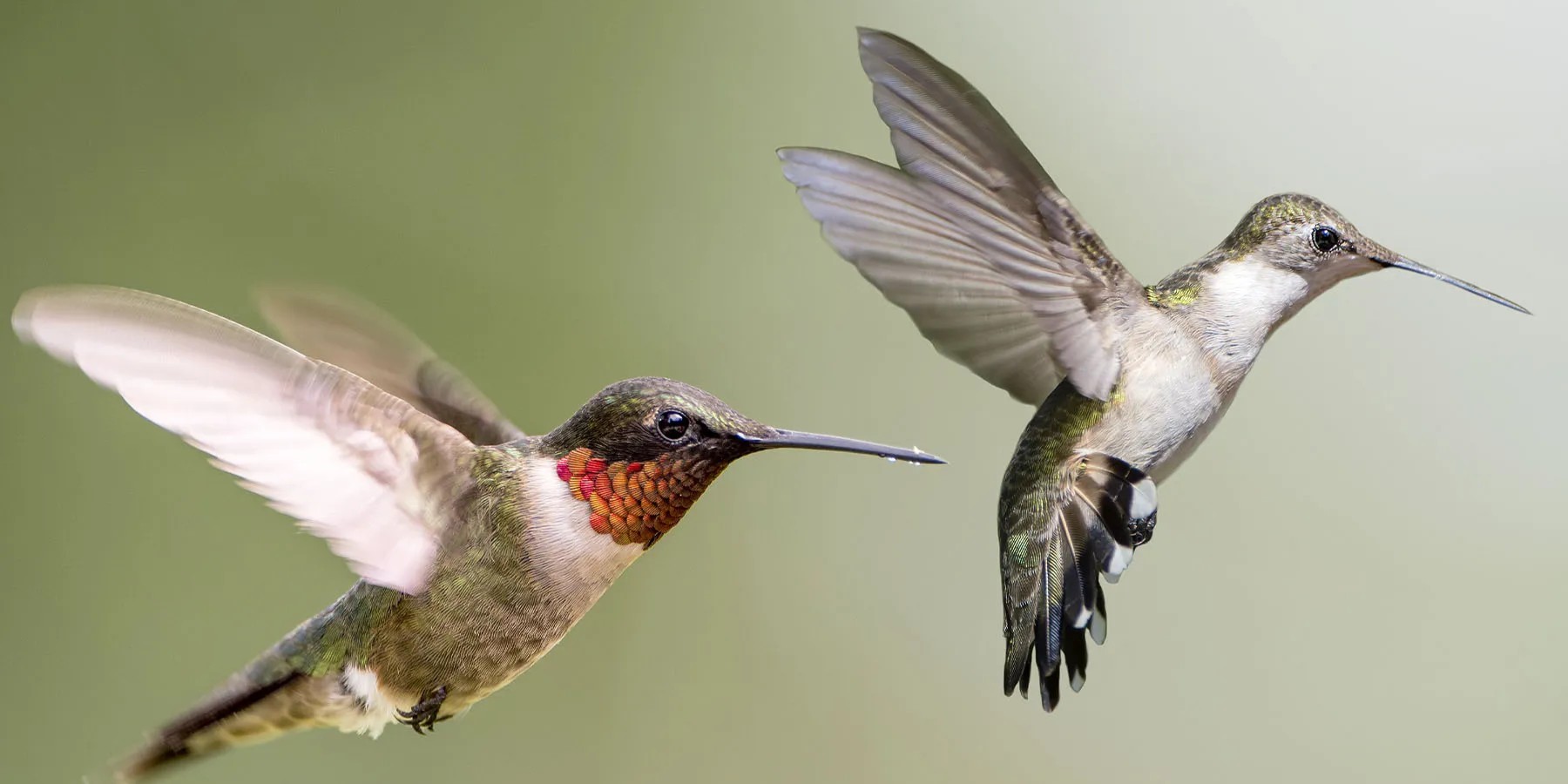 rubythroatedhummingbird