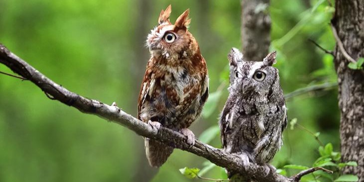 screechowl