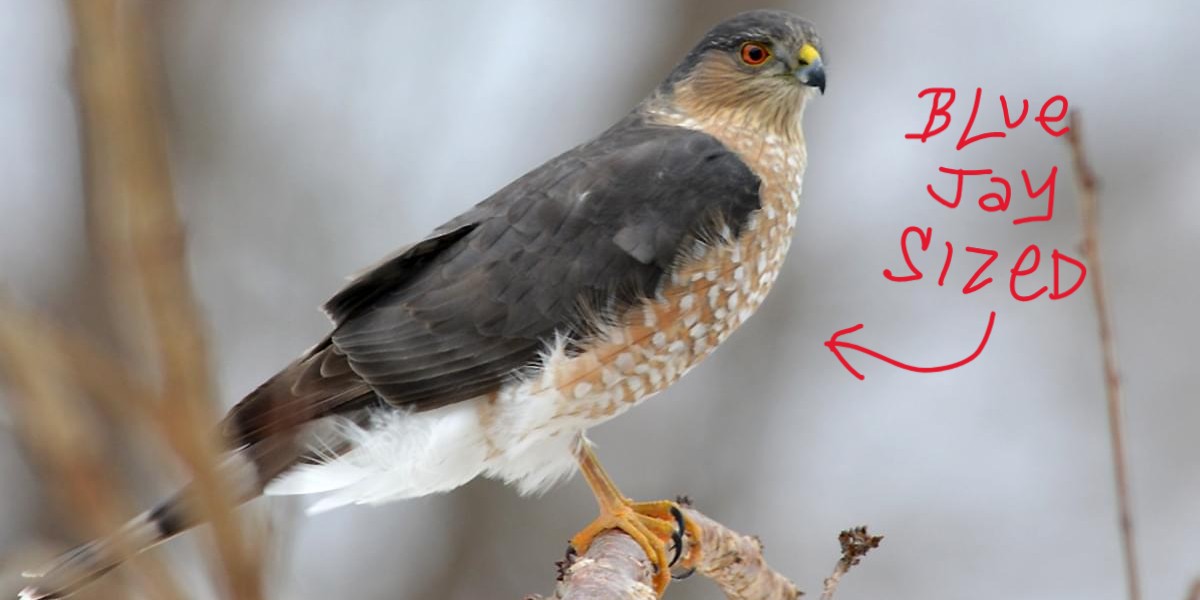sharp-shinned hawk