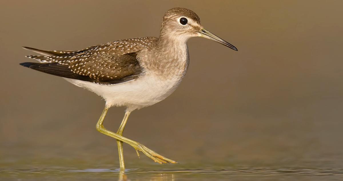 solitarysandpiper