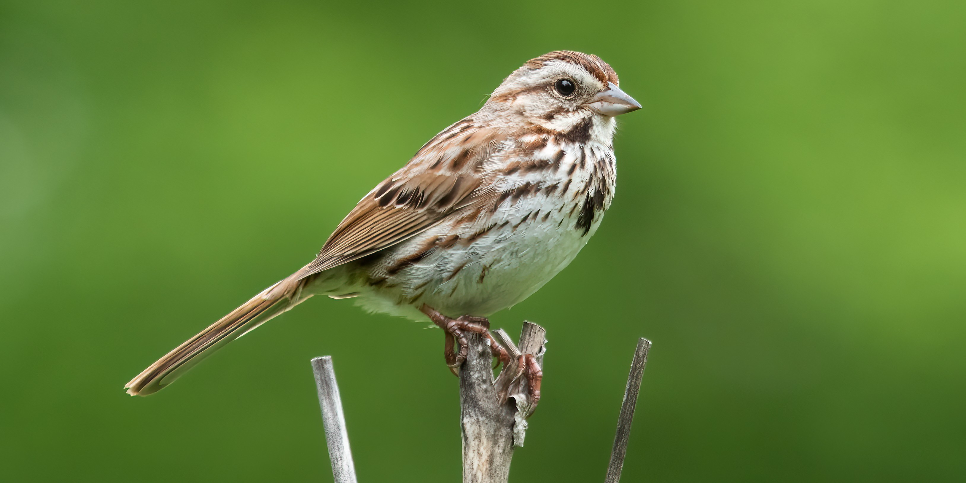 songsparrow