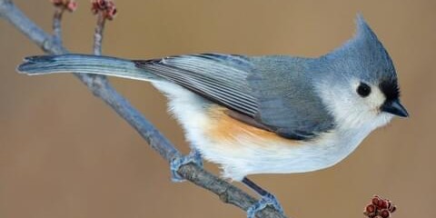 tuftedtitmouse