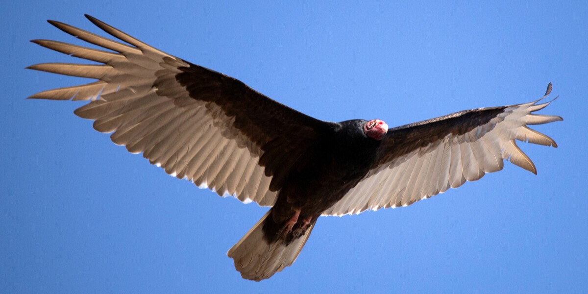 turkey vulture