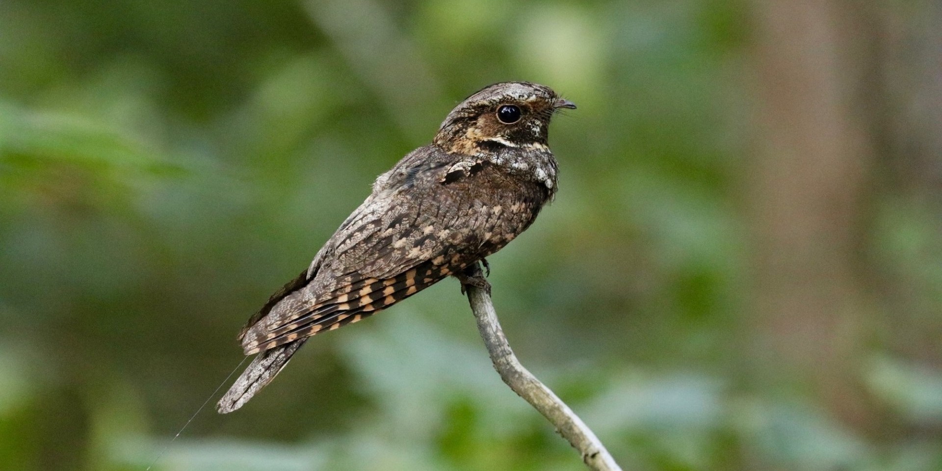 whippoorwill