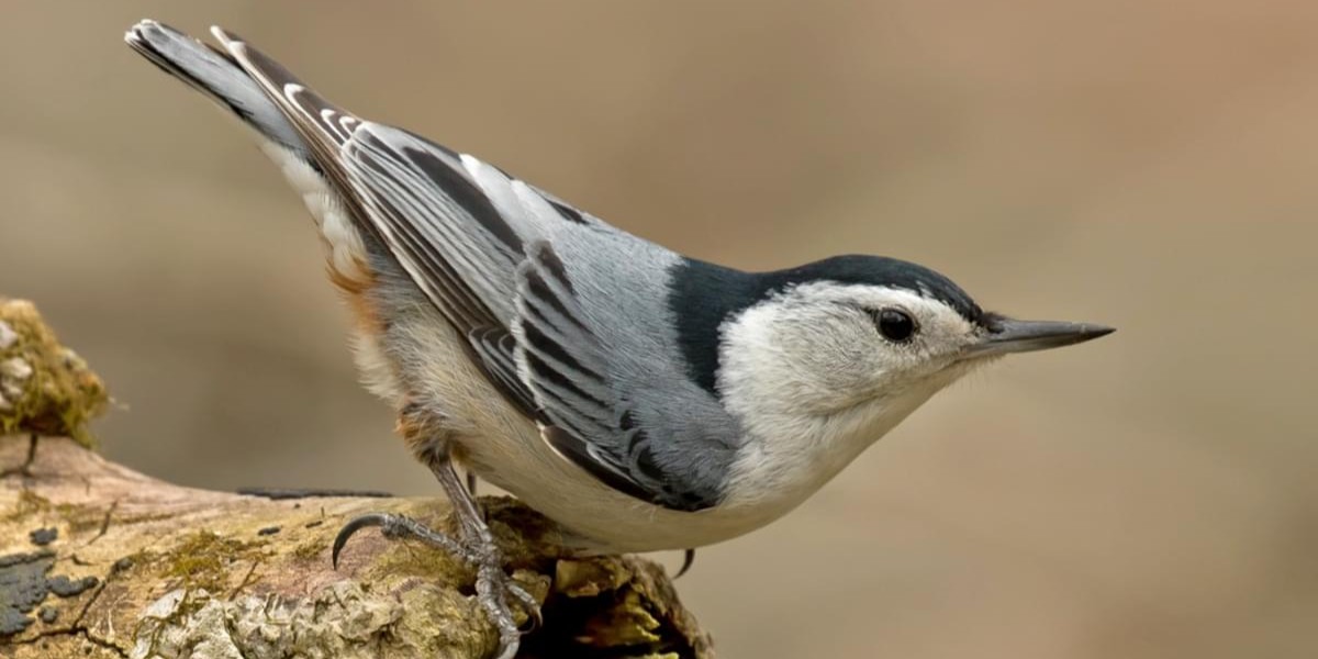 whitebreastednuthatch