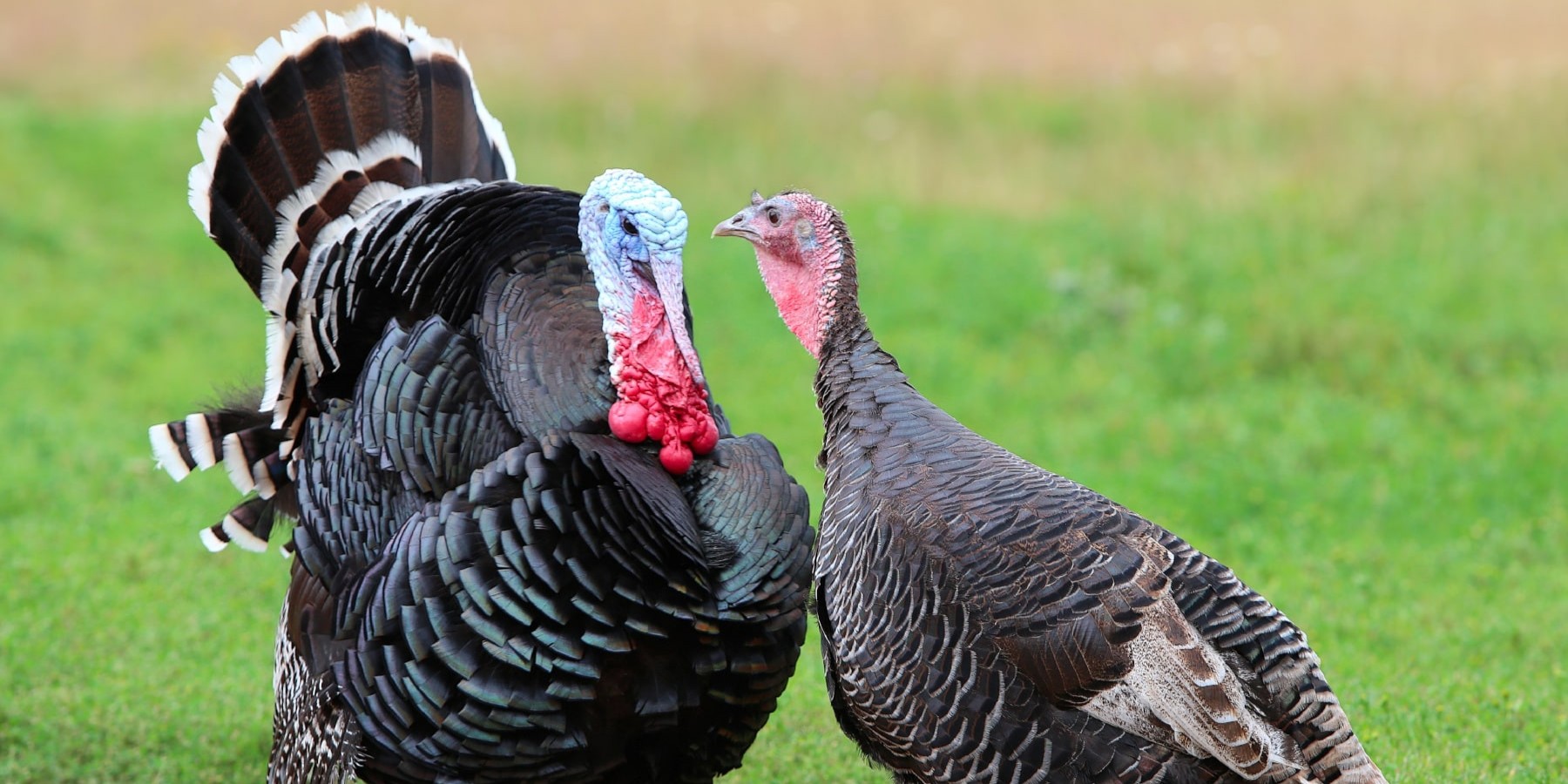 wild turkey