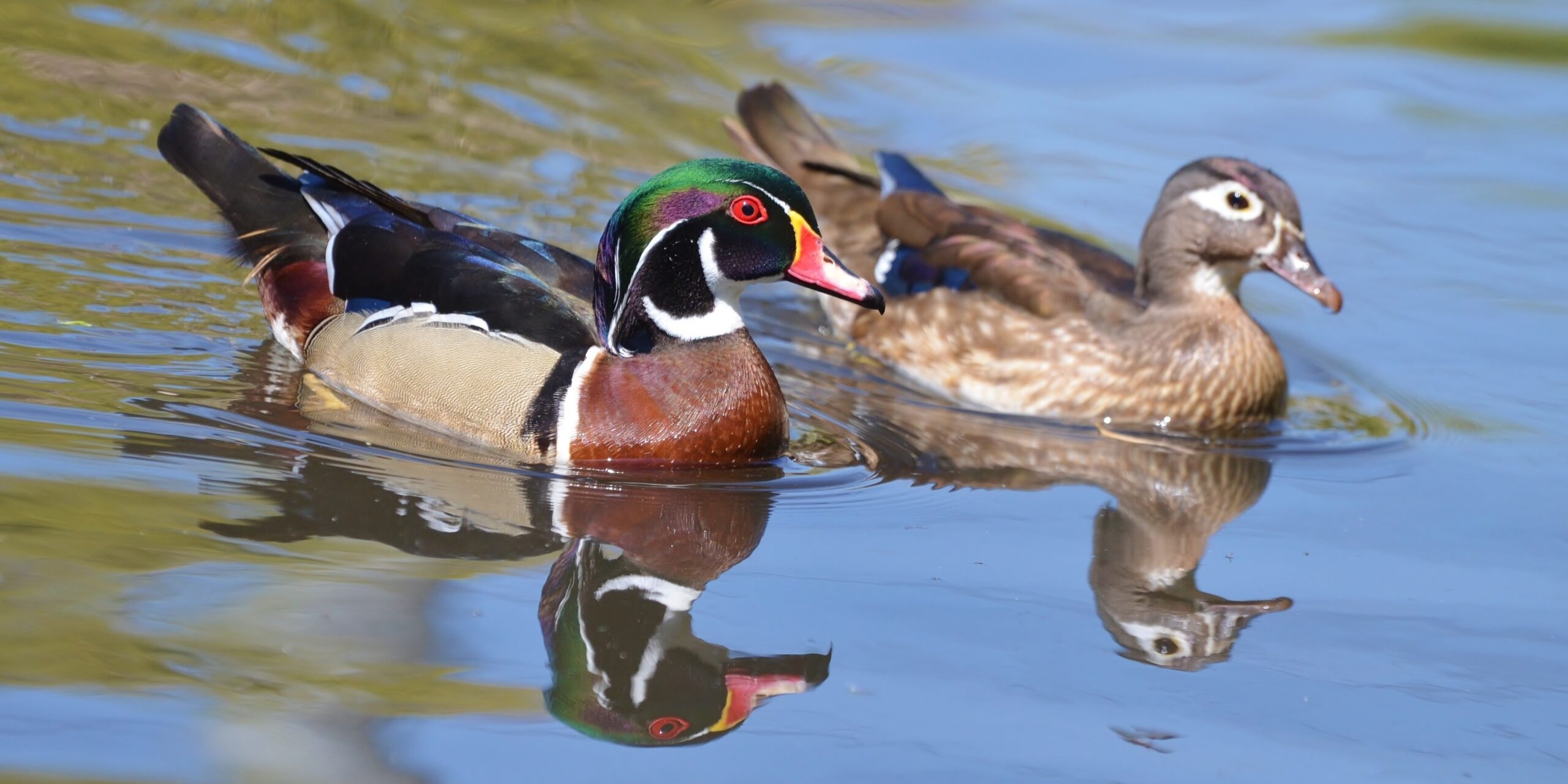 wood duck