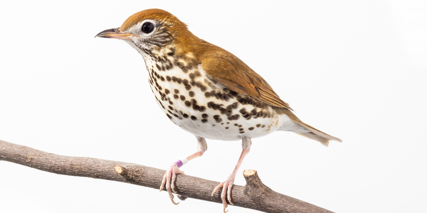 woodthrush