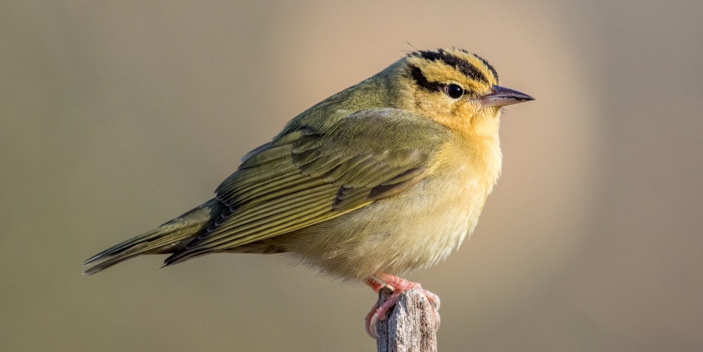 wormeatingwarbler