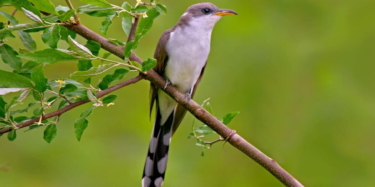 yellowbilledcuckoo