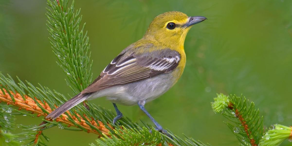 yellowthroatedvireo