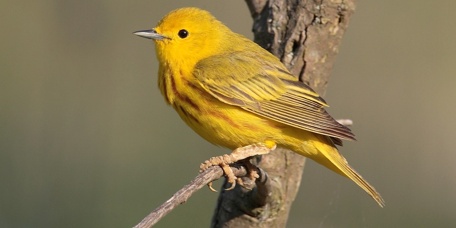 yellowwarbler